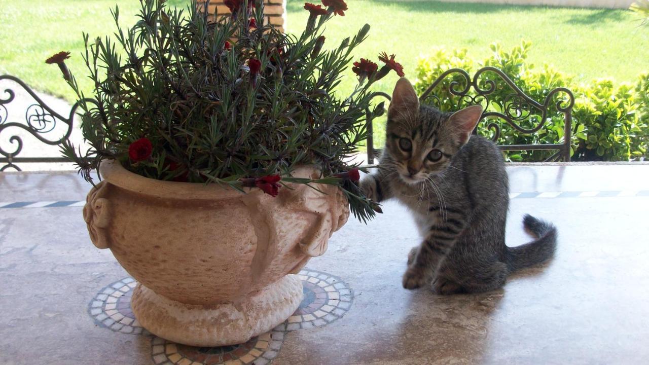 Il Giardino Degli Ulivi Bed and Breakfast Canneto  Εξωτερικό φωτογραφία