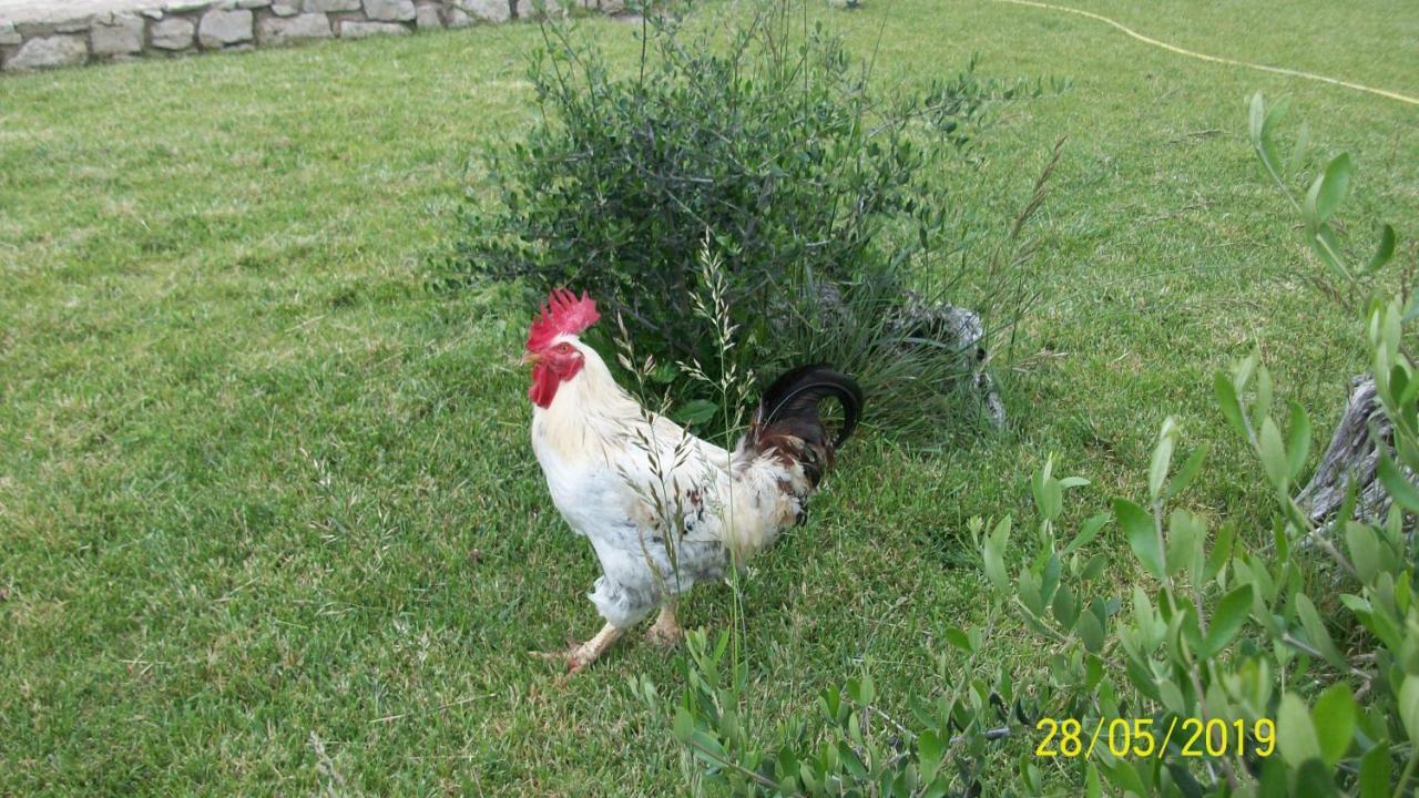 Il Giardino Degli Ulivi Bed and Breakfast Canneto  Εξωτερικό φωτογραφία